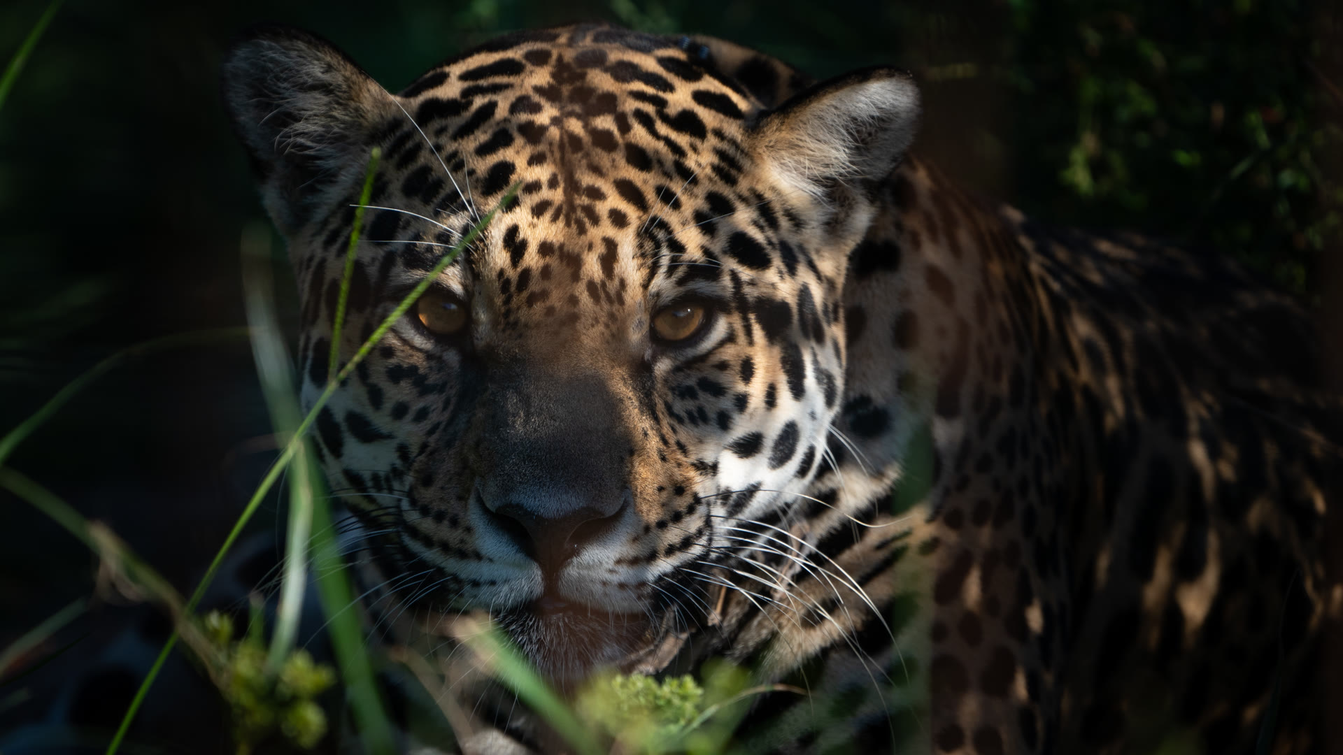 Yaguareté en los Esteros del Iberá